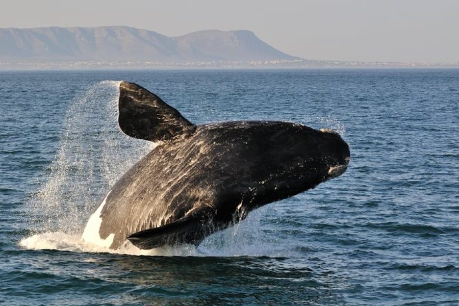 Full Day Guided Hermanus and Whale Tour