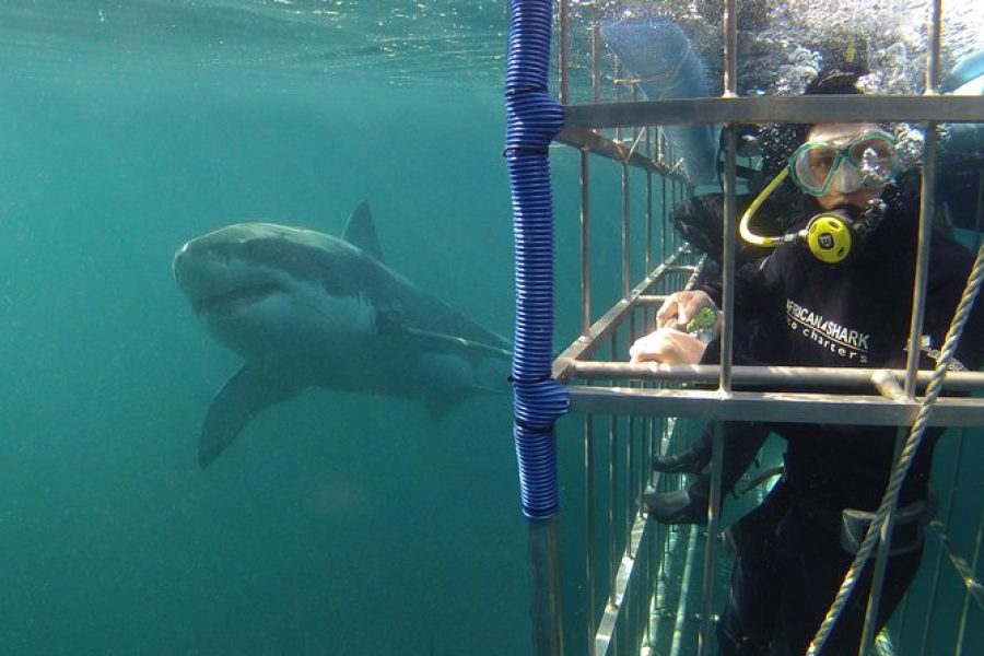 African Shark Eco-Charters Shark Cage Diving Experience